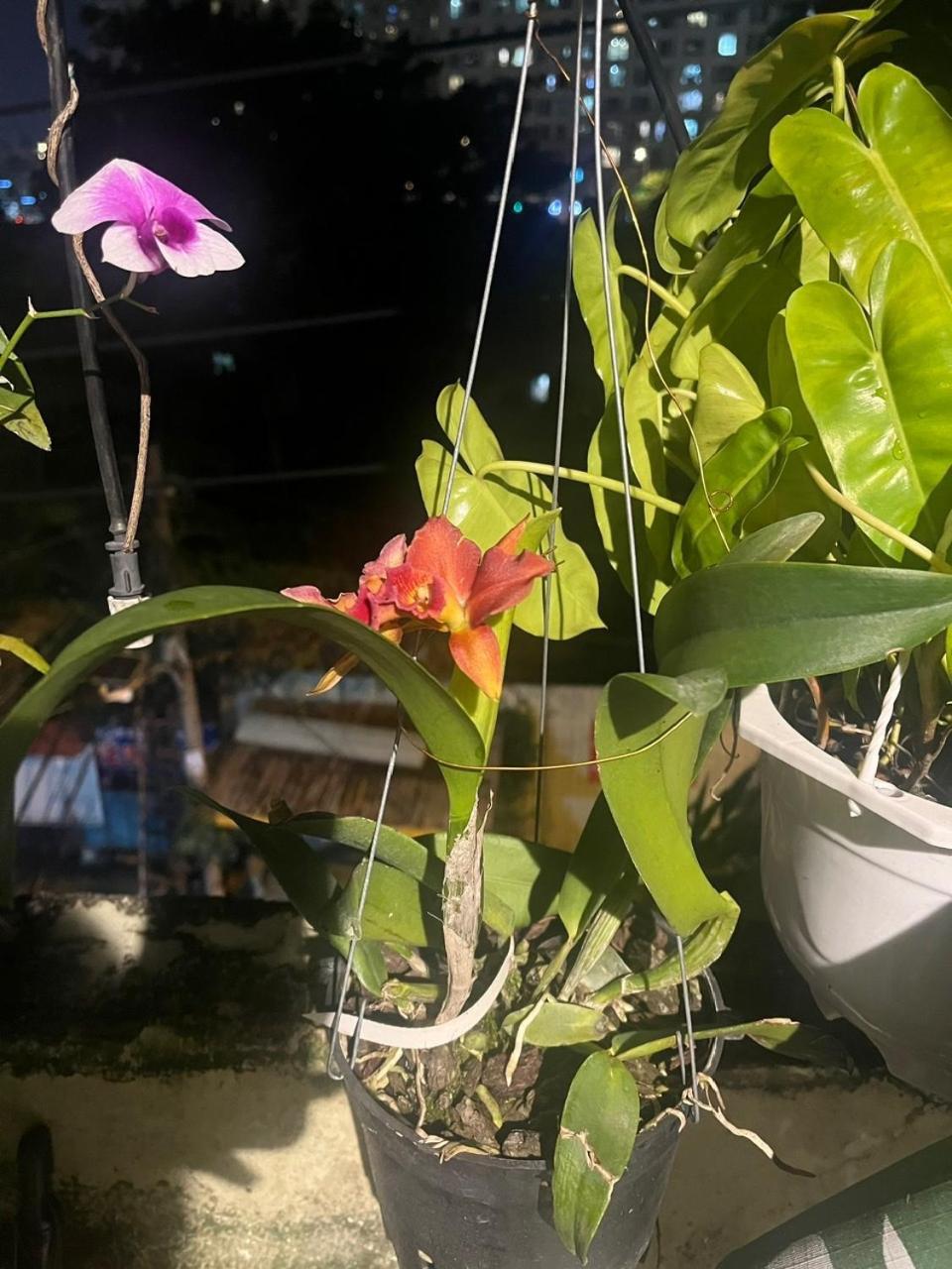 May House Binhthanh Thành Pho Ho Chí Minh Esterno foto